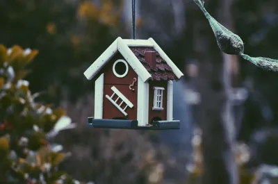  什么是保证续保？